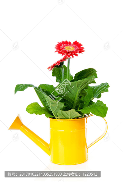 黃色的噴壺Gerber,flower