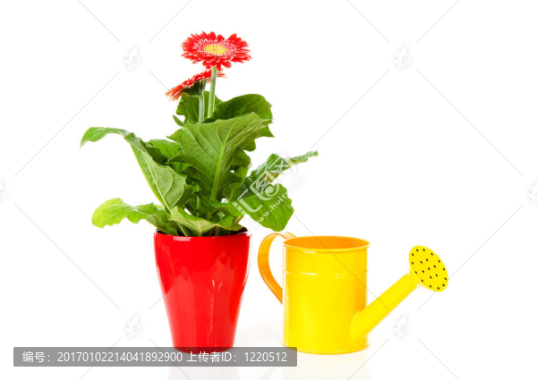 格伯植物和水