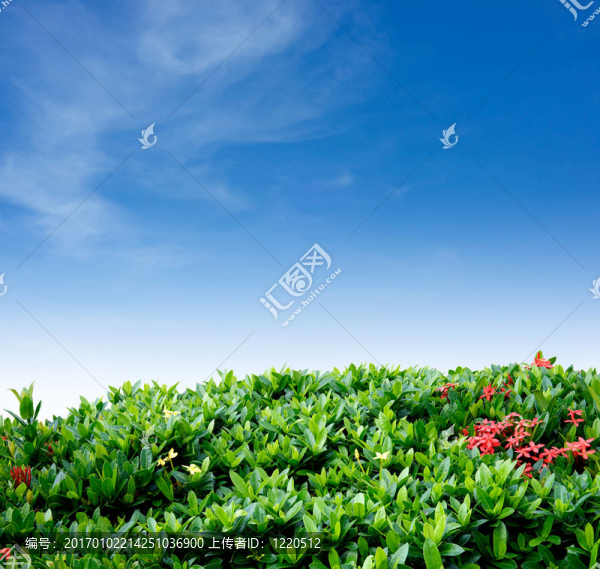 灌木柵欄和天空