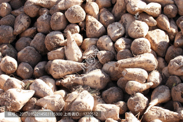 甜菜的細節(jié)