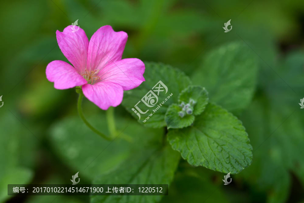 Endres,cranesbill與葉（北緯天竺葵endressii）
