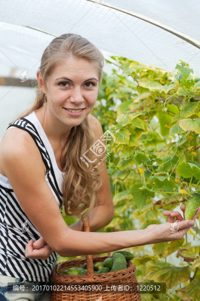女孩在溫室里摘黃瓜