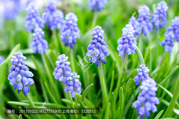 葡萄風(fēng)信子花或葡萄風(fēng)信子花園