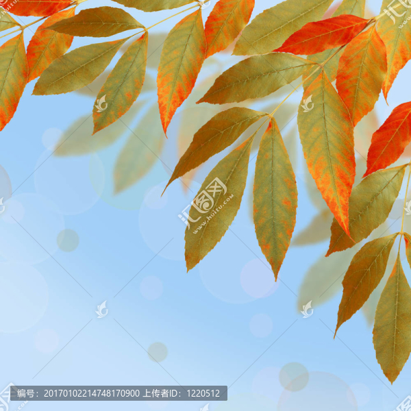 明亮的秋天的葉子與背景虛化的背景