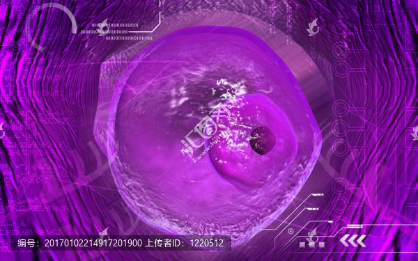 卵細胞