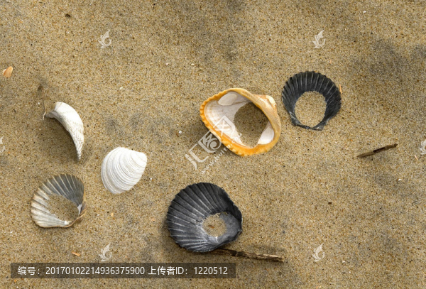 沙灘貝殼