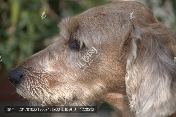 犬簡介