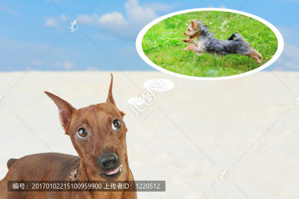 迷你杜賓犬。
