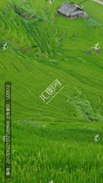 在這山谷的梯田；越南