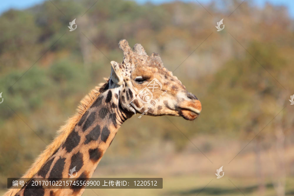 長(zhǎng)頸鹿