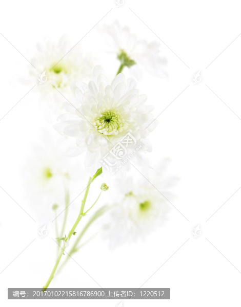 白色背景菊花花束。特寫