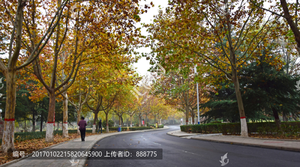 秋季的觀景大道風(fēng)景
