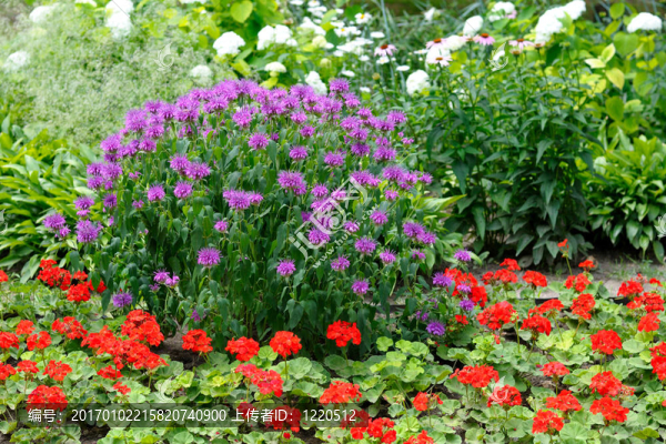 花園里的花