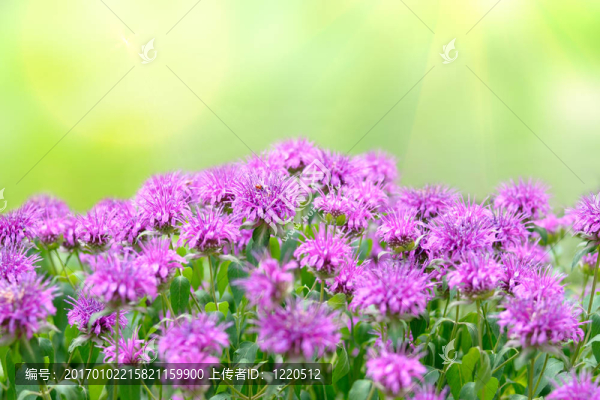 香蜂草的花在綠色的背景