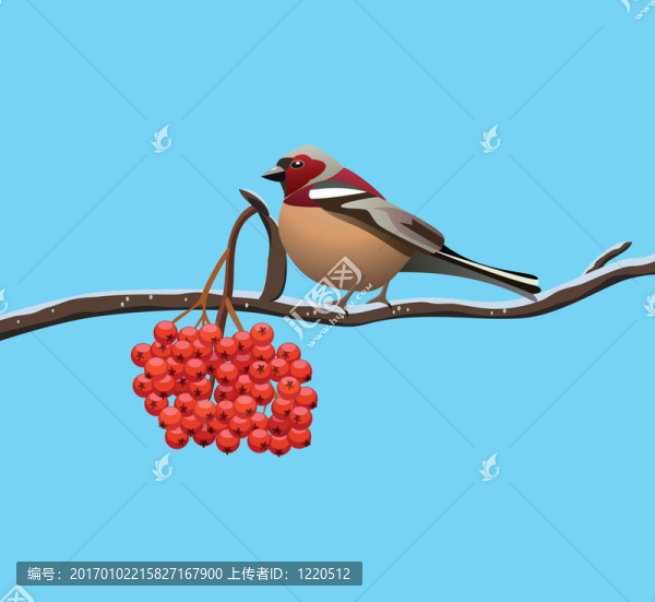 對花楸樹枝的鳥