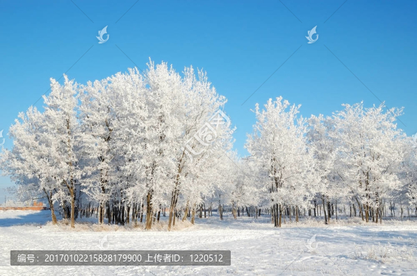 公園里的樹被雪覆蓋