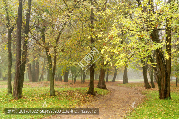 煙雨公園中的樹木之路