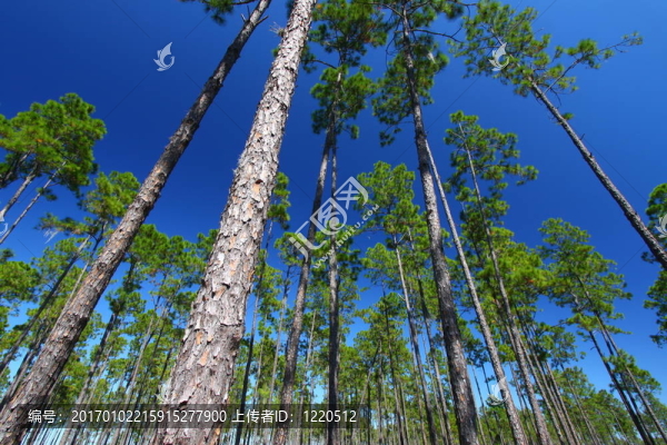 Pine,Flatwoods,-佛羅里達(dá)州