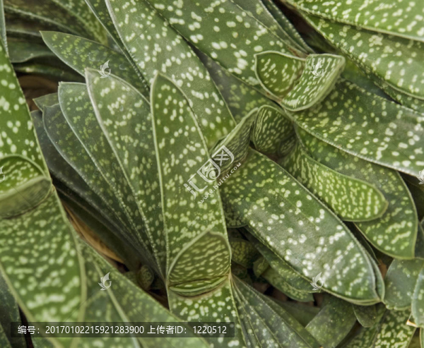 摘要肉質(zhì)植物的細(xì)節(jié)