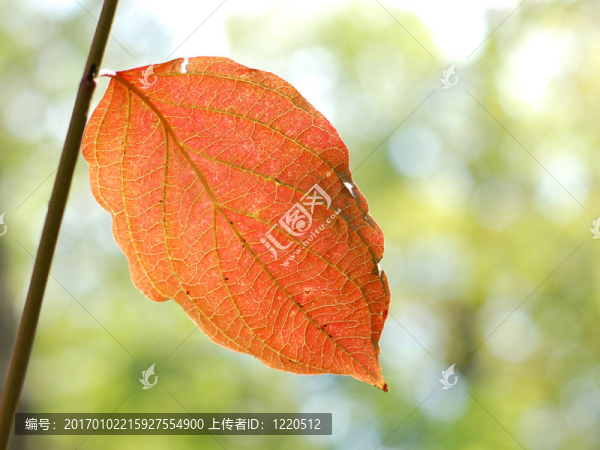 樹上的秋葉