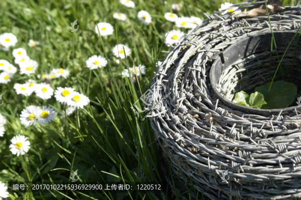 草地上的鐵絲網(wǎng)和雛菊花
