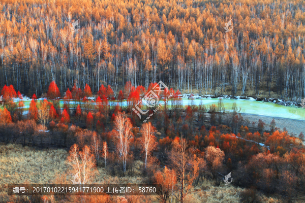 冰河紅樹林