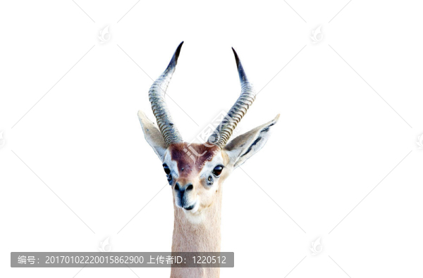 Gerenuk（Litocranius,walleri）