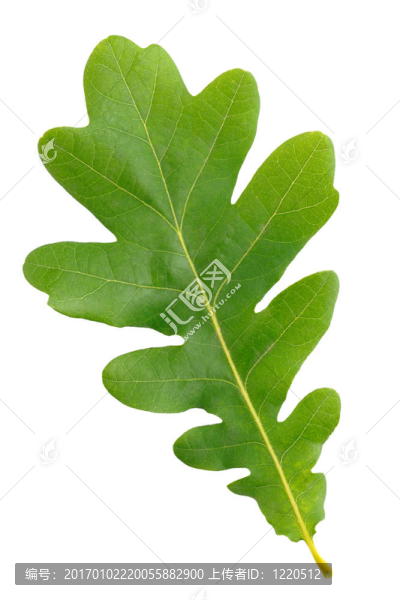 白色背景上的橡綠色葉子