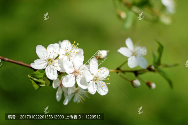 櫻花