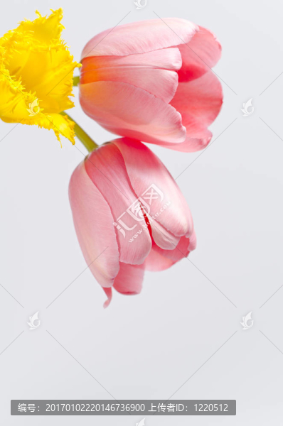 郁金香的花朵