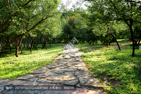綠色樹林中的石頭路