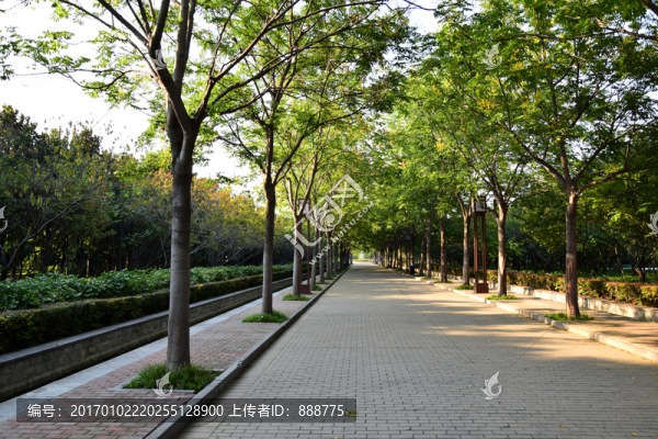 綠植行道樹景觀圖