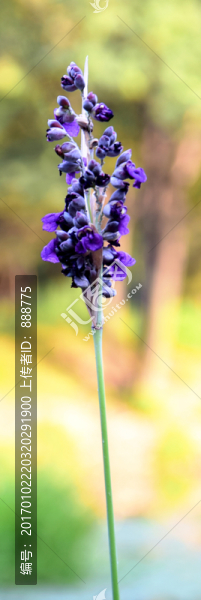 紫色的花束高清圖片