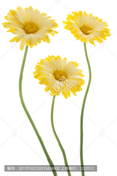 金盞花