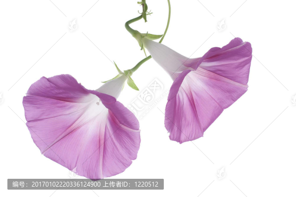 牽牛花