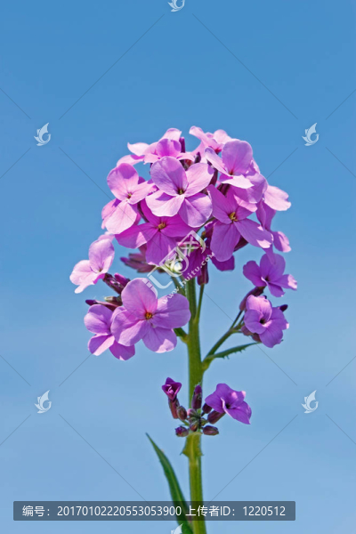 紫色的花朵裝飾