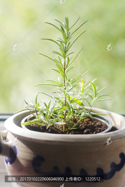 在窗臺(tái)上的花盆站迷迭香