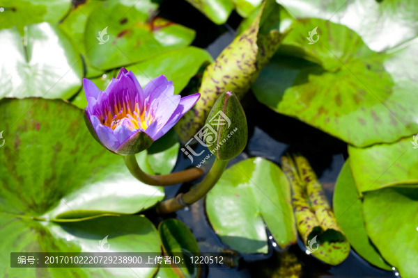 藍(lán)蓮花。