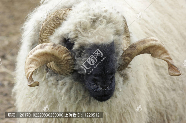 瓦萊黑鼻羊