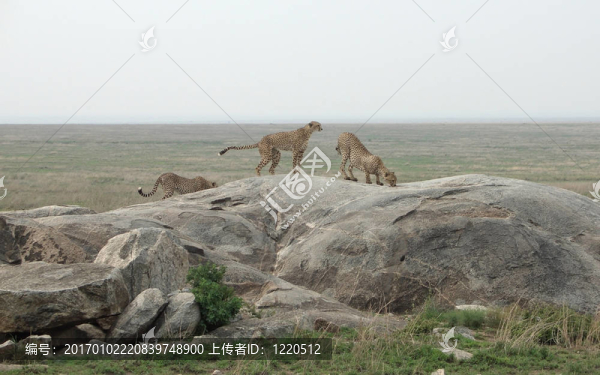 獵豹在非洲