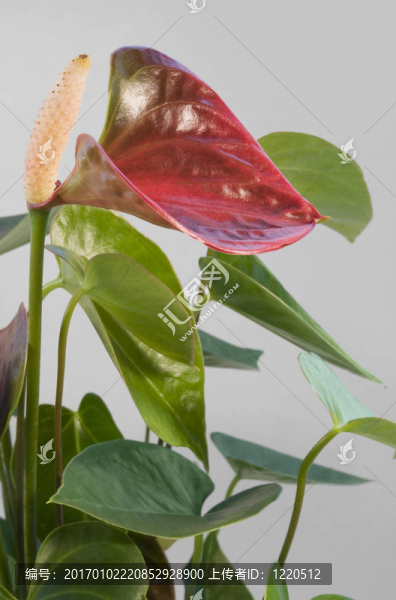 火鶴花