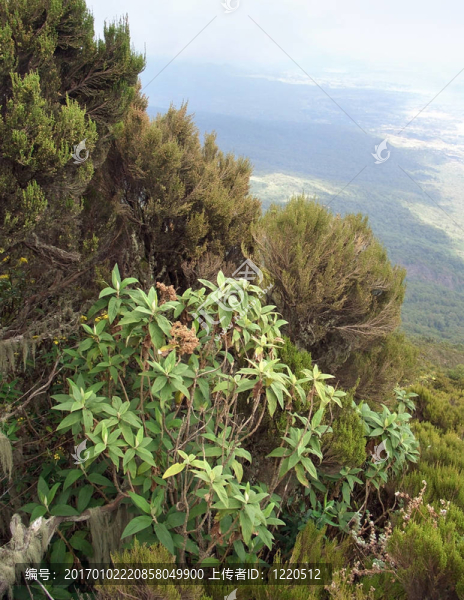 在維龍加山植物