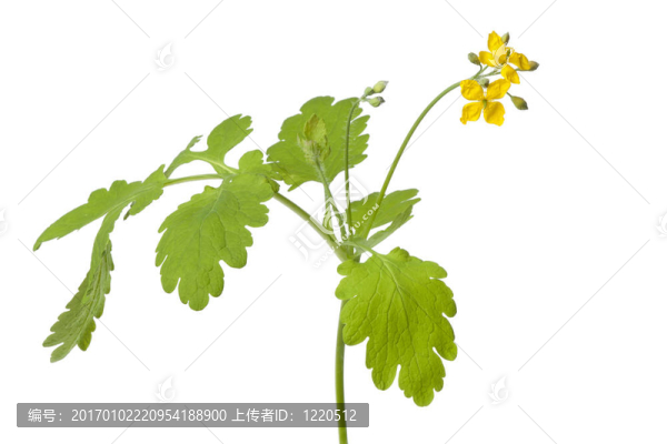 新鮮蕓香樹枝