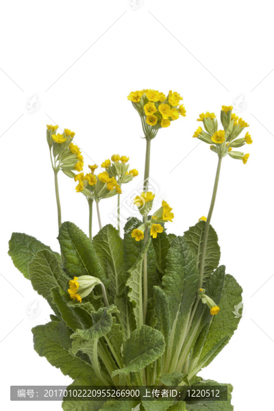 黃色的花櫻草