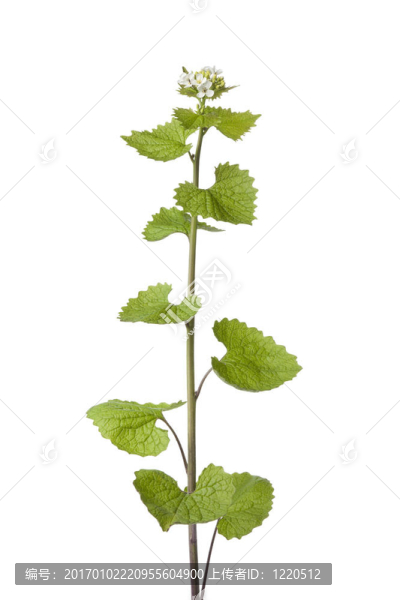 鮮蒜芥