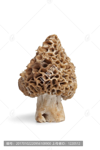 鮮羊肚菌