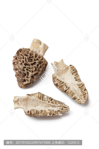 整個半鮮羊肚菌