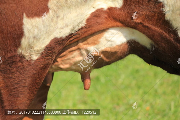 乳房的奶牛