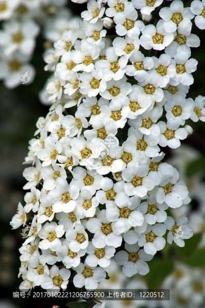 Spiraea,Grefsheim綻放