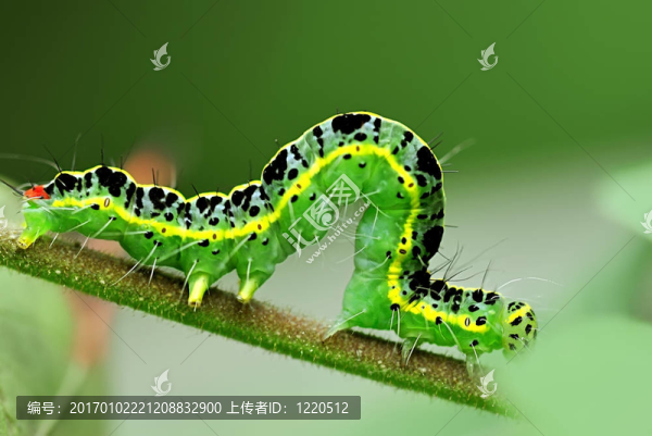 卡特彼勒在葉